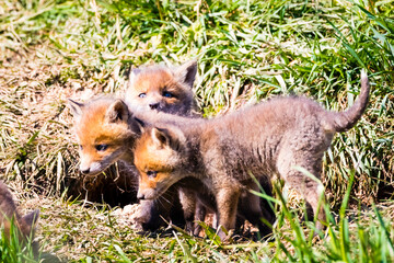 Fuchswelpen am Bau  -  Vulpes vulpes