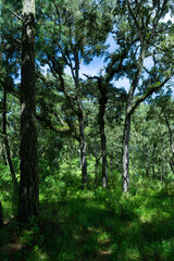mirador de los 7 palos