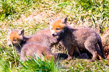 Fototapeta premium Fuchswelpen am Bau - Vulpes vulpes