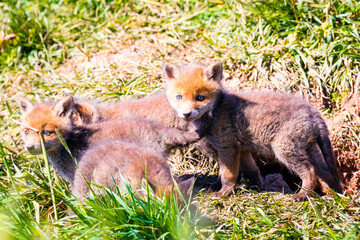 Fuchswelpen am Bau  -  Vulpes vulpes