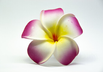 Pink Hawaiian flower on white background