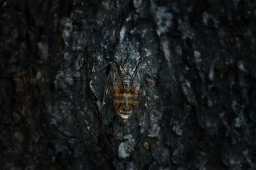 Musical Cicada on dark tree bark, wildlife, beetles