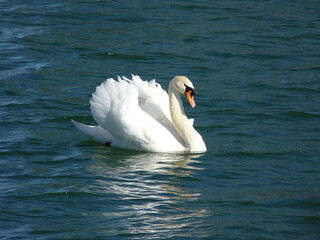 swan on the water