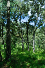 mirador de los 7 palos