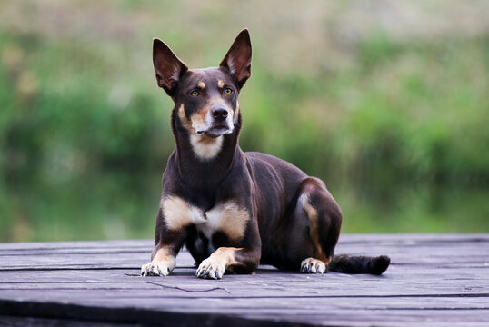 Summer portrait of smart chocolate brown and sable tan working Australian kelpie dog. Attractive smiling national Australian breed Australian sheep dog outside with yellow eyes and green background