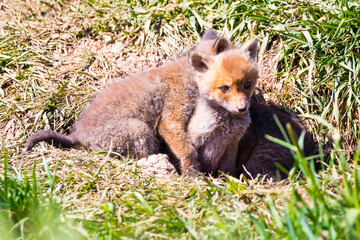 Fuchswelpen am Bau  -  Vulpes vulpes