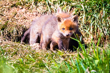 Fuchswelpen am Bau  -  Vulpes vulpes