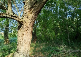 A beautiful autumn rural landscape. A sunny day. Landscape in the countryside