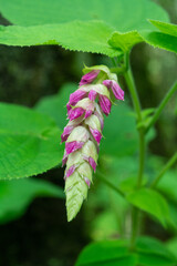 Salvia vazquezii