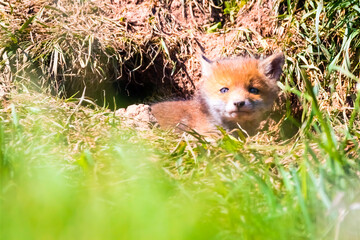 Fuchswelpen am Bau  -  Vulpes vulpes