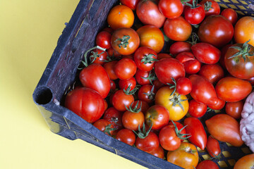 Fototapeta na wymiar Many fresh tomatoes of different sizes in a plastic box on a solid background