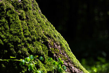 Moss grows on the tree. Hollow of a tree trunk. Forest green moss in the sunlight
