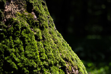 Moss grows on the tree. Hollow of a tree trunk. Forest green moss in the sunlight