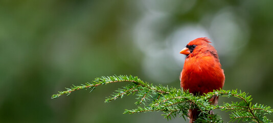 Cardinal on Pine Branch