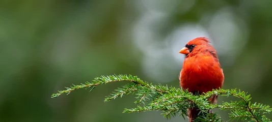Fotobehang Cardinal on Pine Branch © Wayne