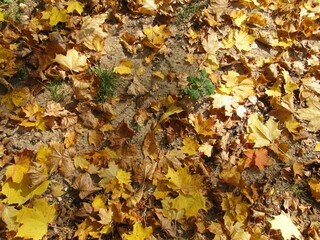 autumn leaves on the ground