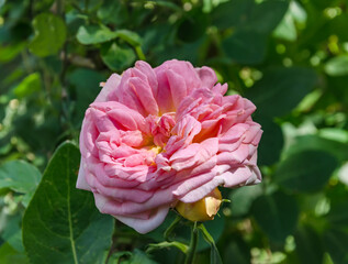 garden rose on green background