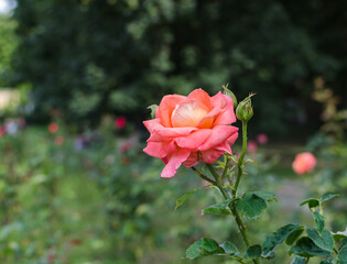 garden rose on green background