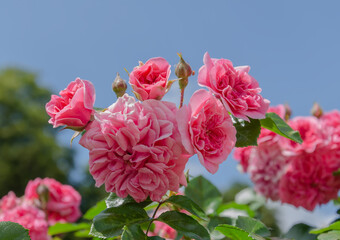Fototapeta premium garden rose on green background
