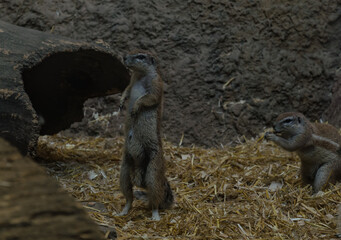 gophers stand on their hind legs, funny animal on a straw