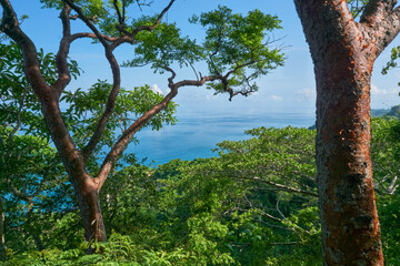 Fototapeta na wymiar tree on the top of the mountain looking the sea