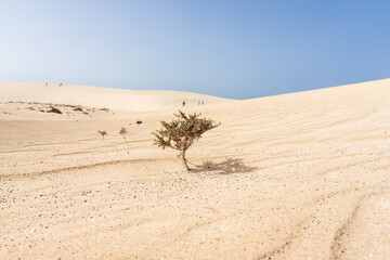 The Dunes of Corralejo. Fuerteventura, Canary Islands. Spain.