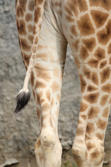 The tail and legs of a colorful giraffe