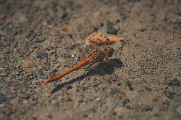 red dragonfly perched on the ground