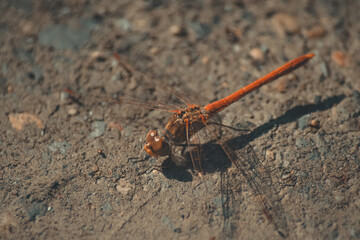 red dragonfly perched on the ground