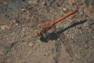 red dragonfly perched on the ground