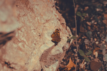 orange butterfly perched on the ground