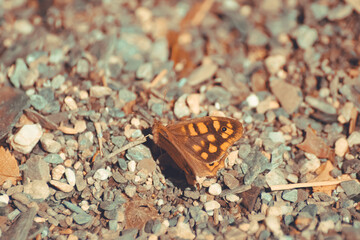 orange butterfly perched on the ground