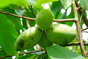 Fruit of the common pawpaw (asimina triloba) growing on a tree