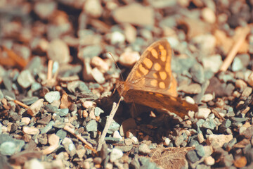 orange butterfly perched on the ground