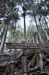 丹沢山地の道 やどりき水源林の周遊歩道