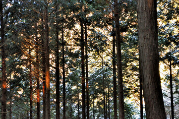 Fototapeta premium 丹沢後沢右岸尾根の森を照らす朝日