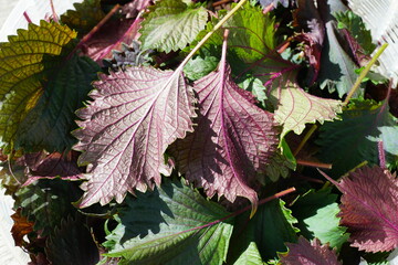 Fresh leaves of Purple shiso perilla herb in a salad spinner
