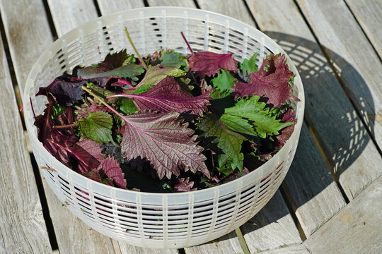 Fresh leaves of Purple shiso perilla herb in a salad spinner