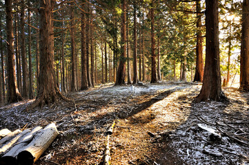 丹沢山地の森 太尾ノ丸山頂の朝