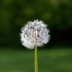 dandelion on green background