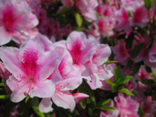Naklejka premium ツツジの花(ピンク)