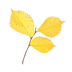 Plant branch with small yellow leaves isolated on white background