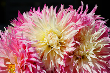 Bunch of yellow and pink cactus spider dahlia flowers in a vase