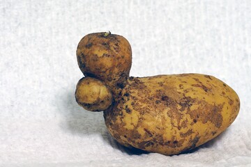 Fresh potato shaped like a duck