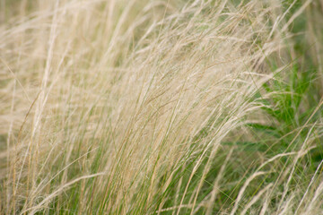 フェザーグラス