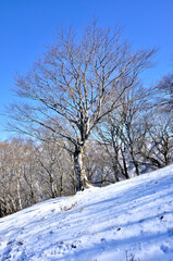 厳冬期の丹沢山地 鍋割山西稜のブナ