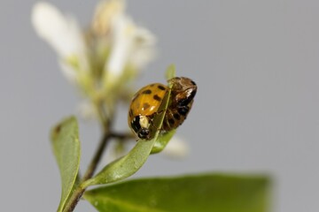 Freshly hatched Asian ladybeetle, Harmonia axyridis