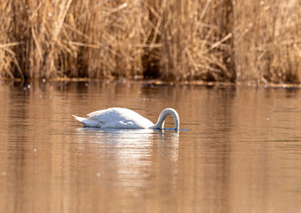 A mute swan (Cygnus olor) swims on a small pond in southern Germany