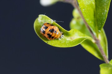 Pupa of an Asian ladybeetle, Harmonia axyridis