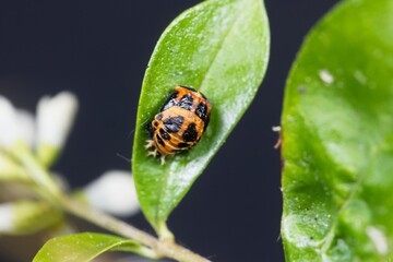 Pupa of an Asian ladybeetle, Harmonia axyridis